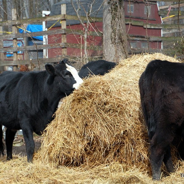 Fodder