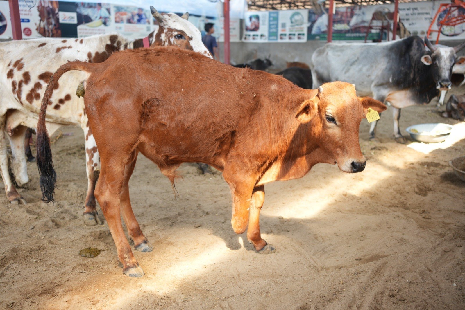 Weak & Injured, Safe Treatment & Loving Care.
