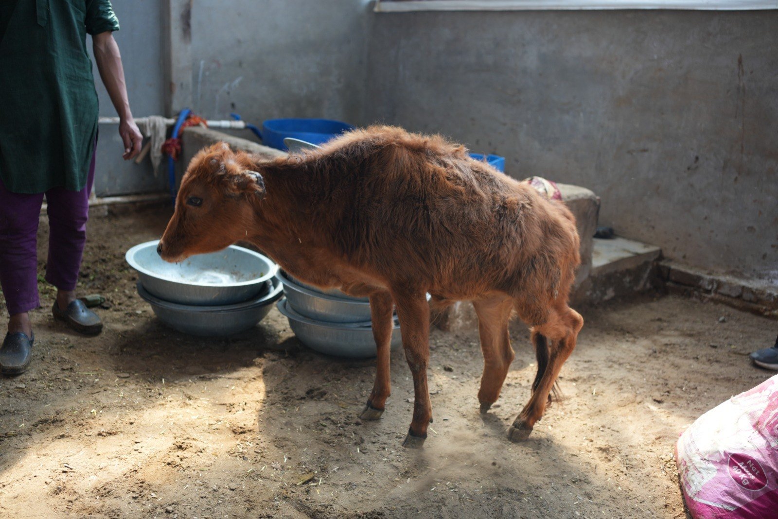 Rescued Gau Mata, Safe Shelter & Protection.
