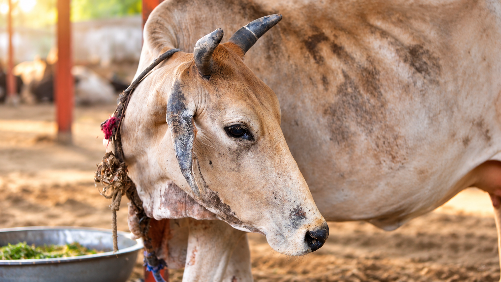 A cow at a shelter