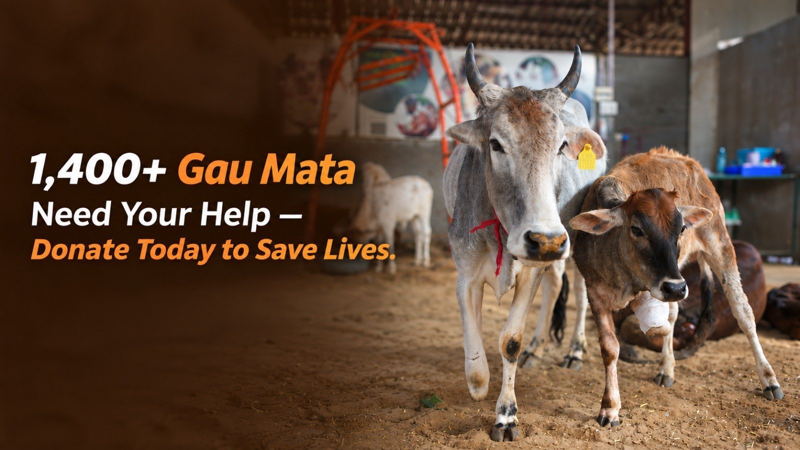 Gau Seva: Treatment, Shelter & Daily Care