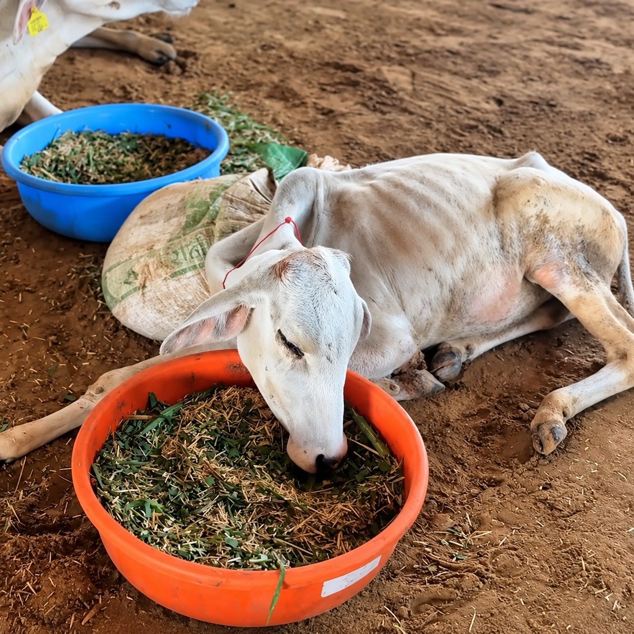 Care for a weak rescued calf
