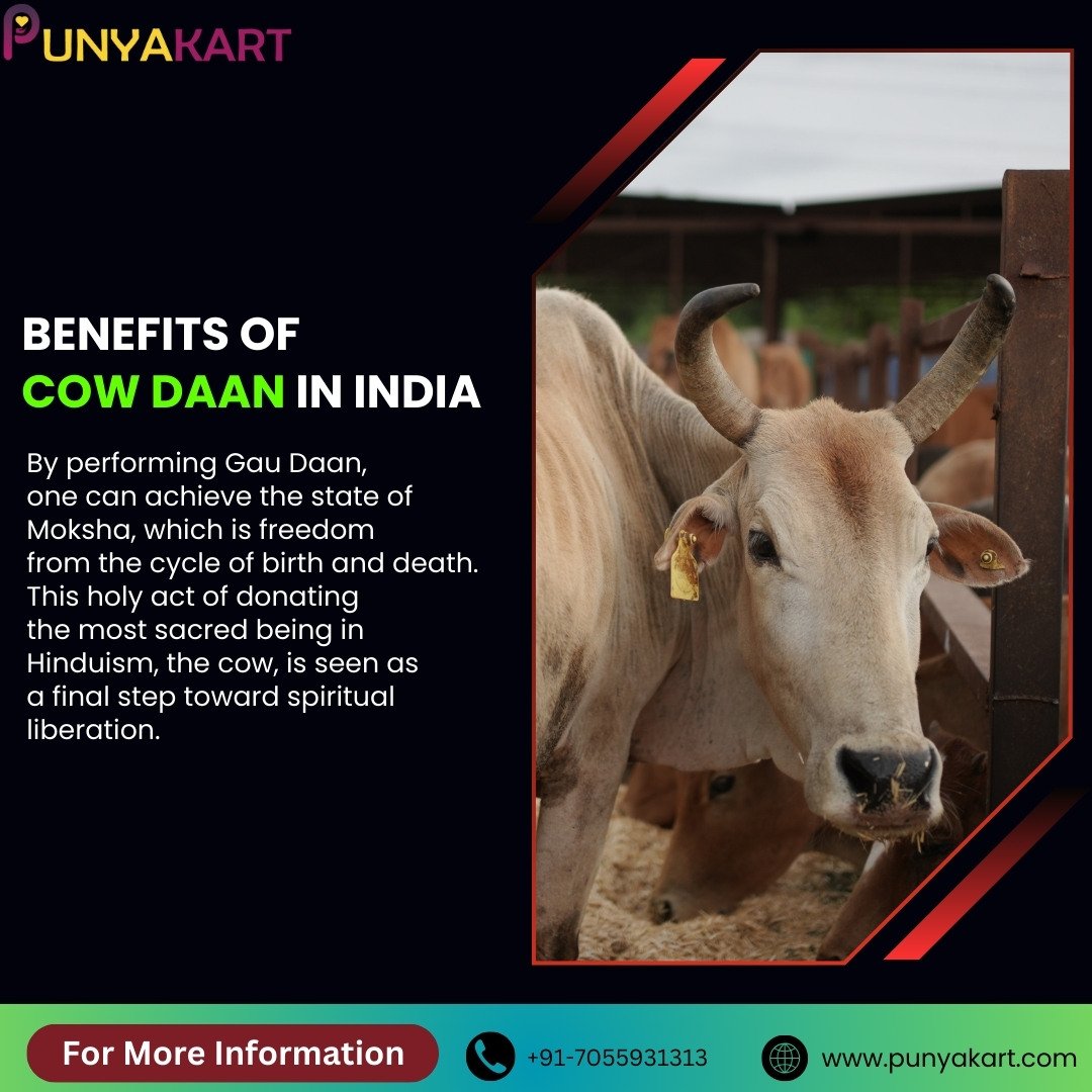 Benefits of Cow Daan