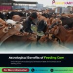 Benefits of Feeding Cow