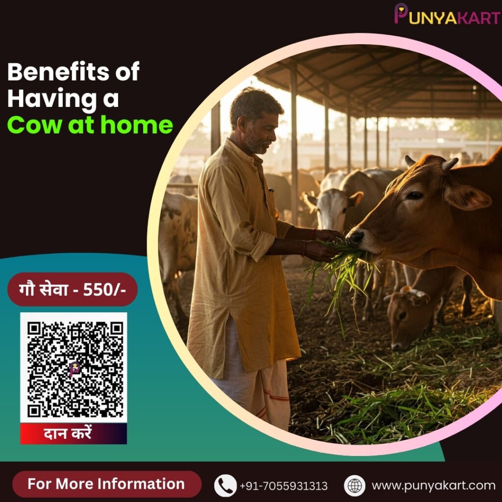 Benefits of Having a Cow