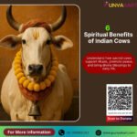 Spiritual Benefits of Indian Cows
