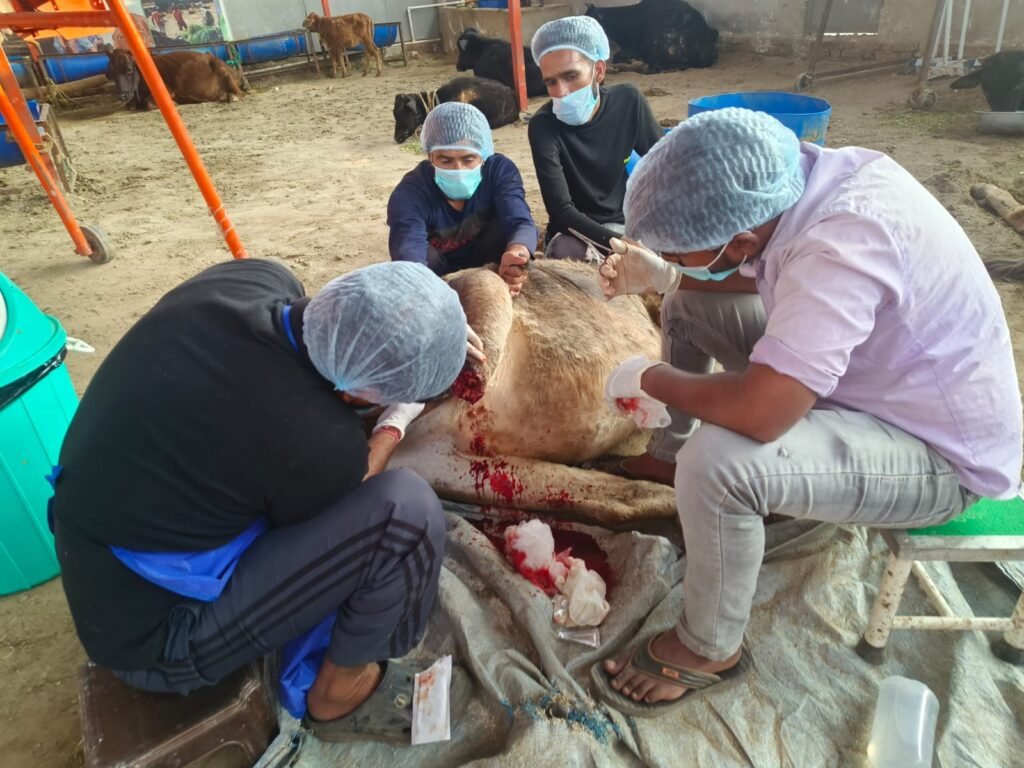 Gau Seva