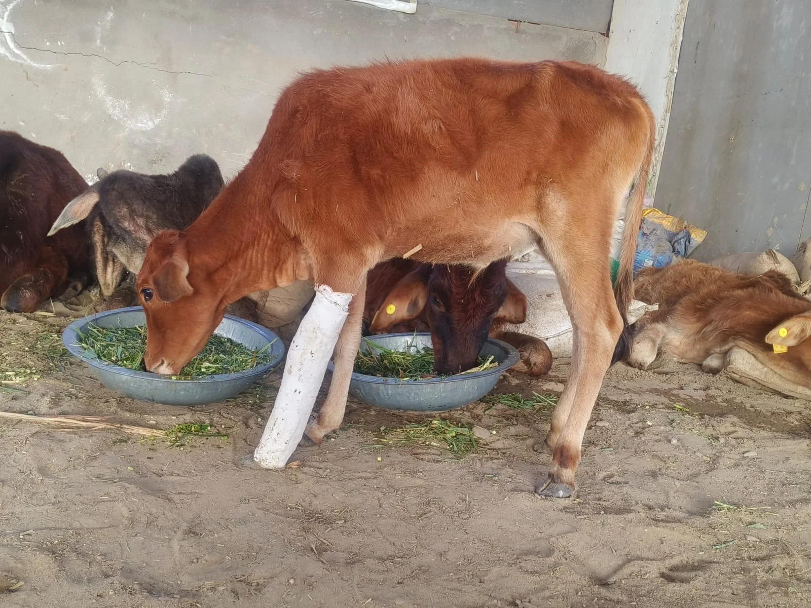 Cow and Devotee