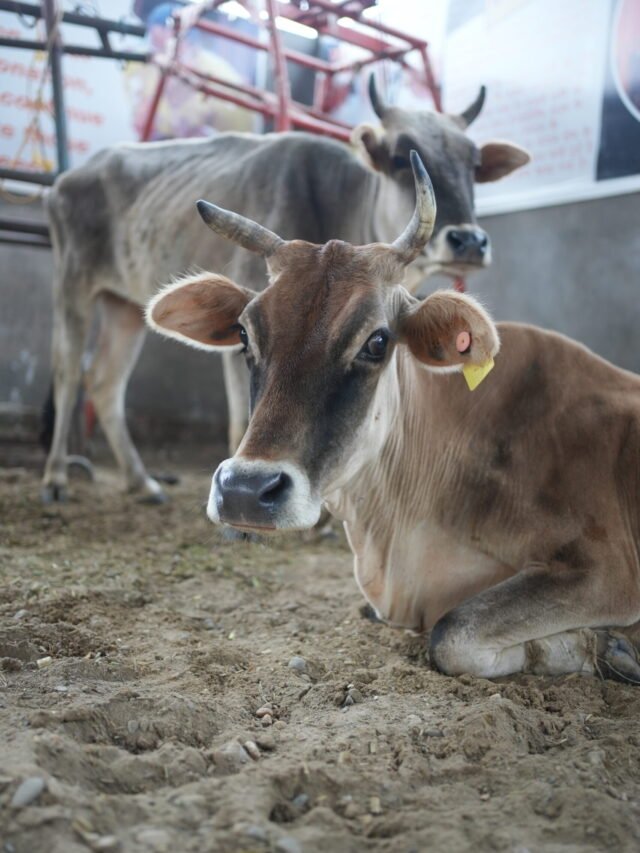 Donate for Gau Seva