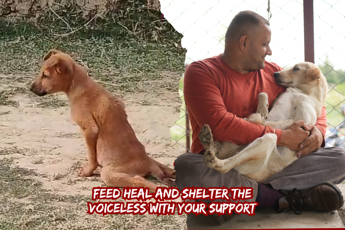 Help Dehradun stray dogs find shelter hope and healing