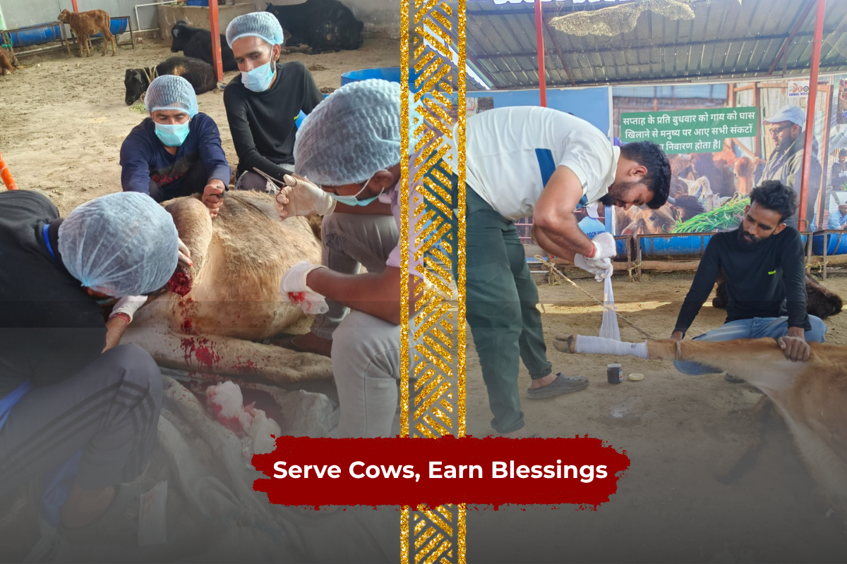 Give Shelter, Nourishment & Care to the Sacred Cows in Uttarakhand