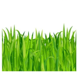 Green Grass