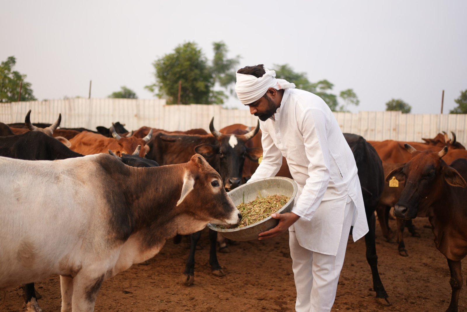 Cow Feeding
