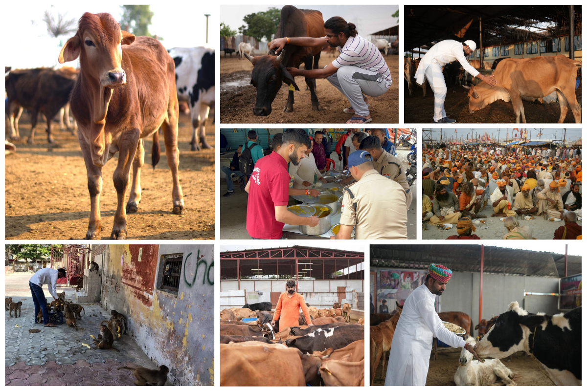 Healing Hands for Gaumata – (with support from Krishna Dham Gaushala)