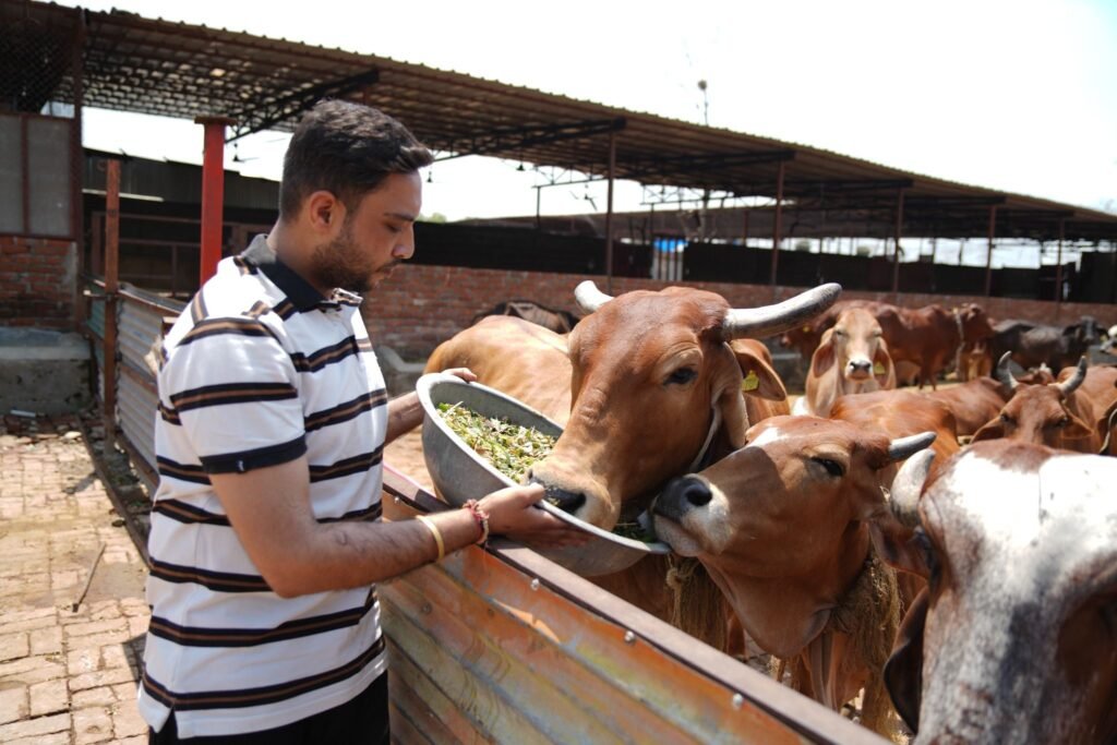 Benefits of Feeding Cow