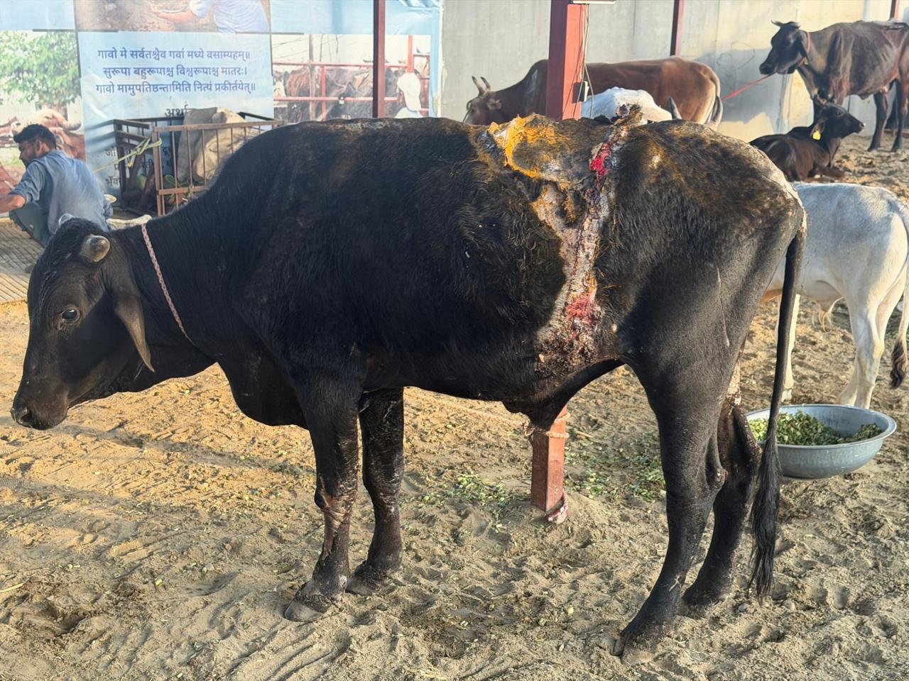Rescued Gaumata receiving medical care