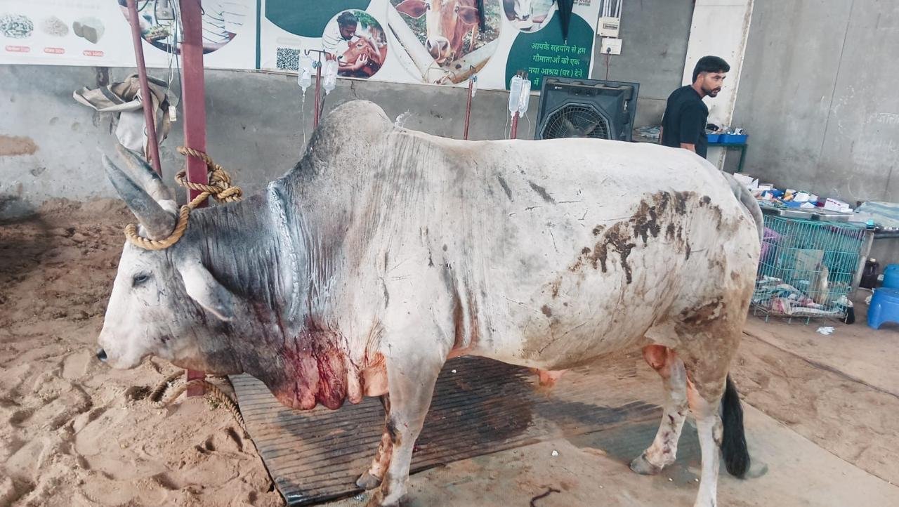 Injured bull receiving emergency treatment