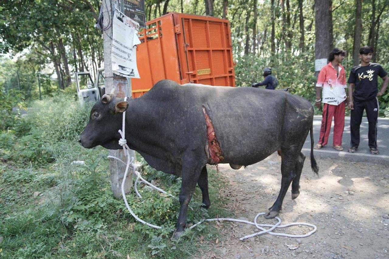 Critically injured Gaumata rescued by Punyakart Foundation