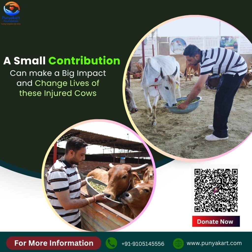 A Small Contribution From My Side for Injured Cows