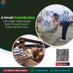 A Small Contribution From My Side for Injured Cows